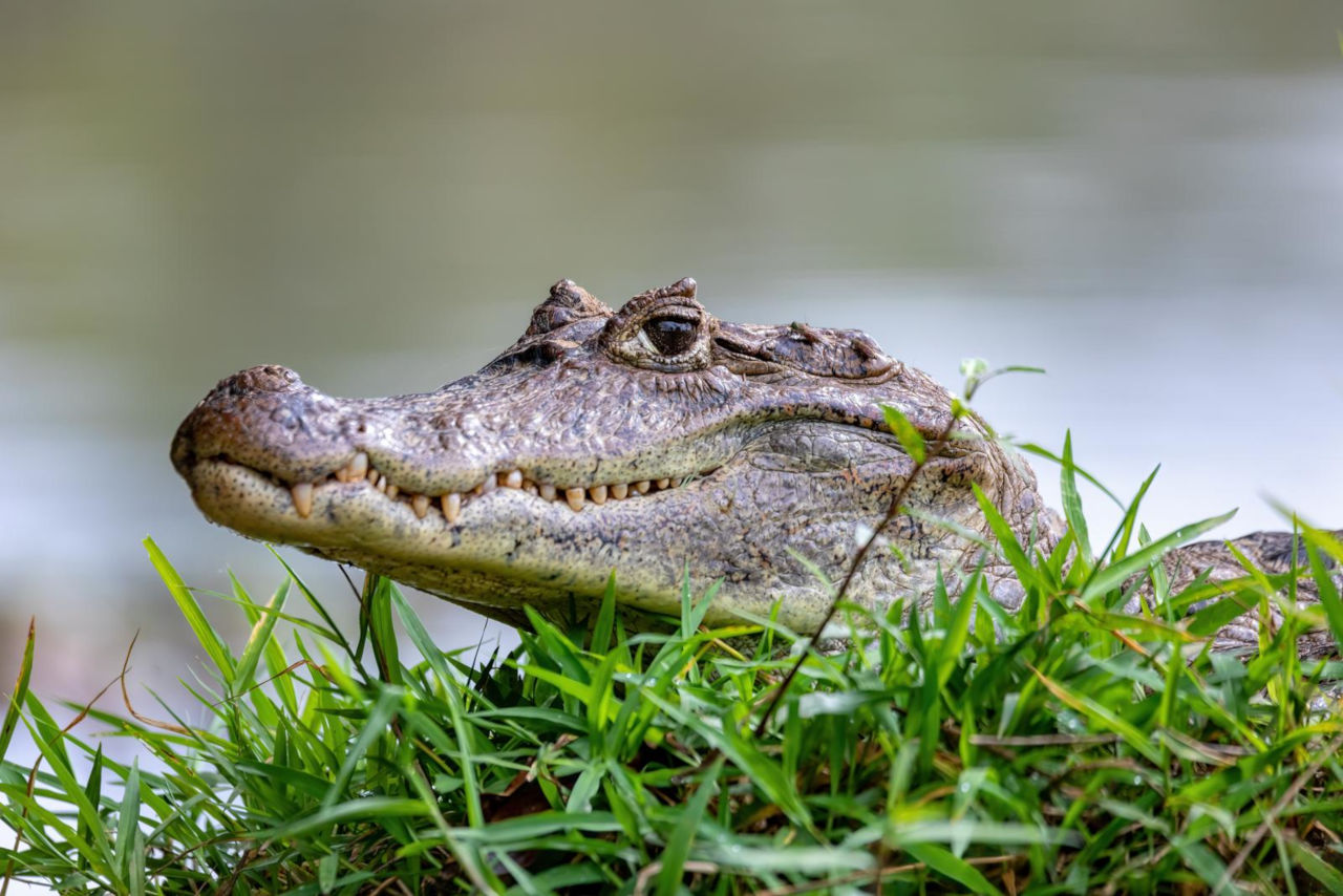 Unterschied zwischen Krokodil und Kaiman