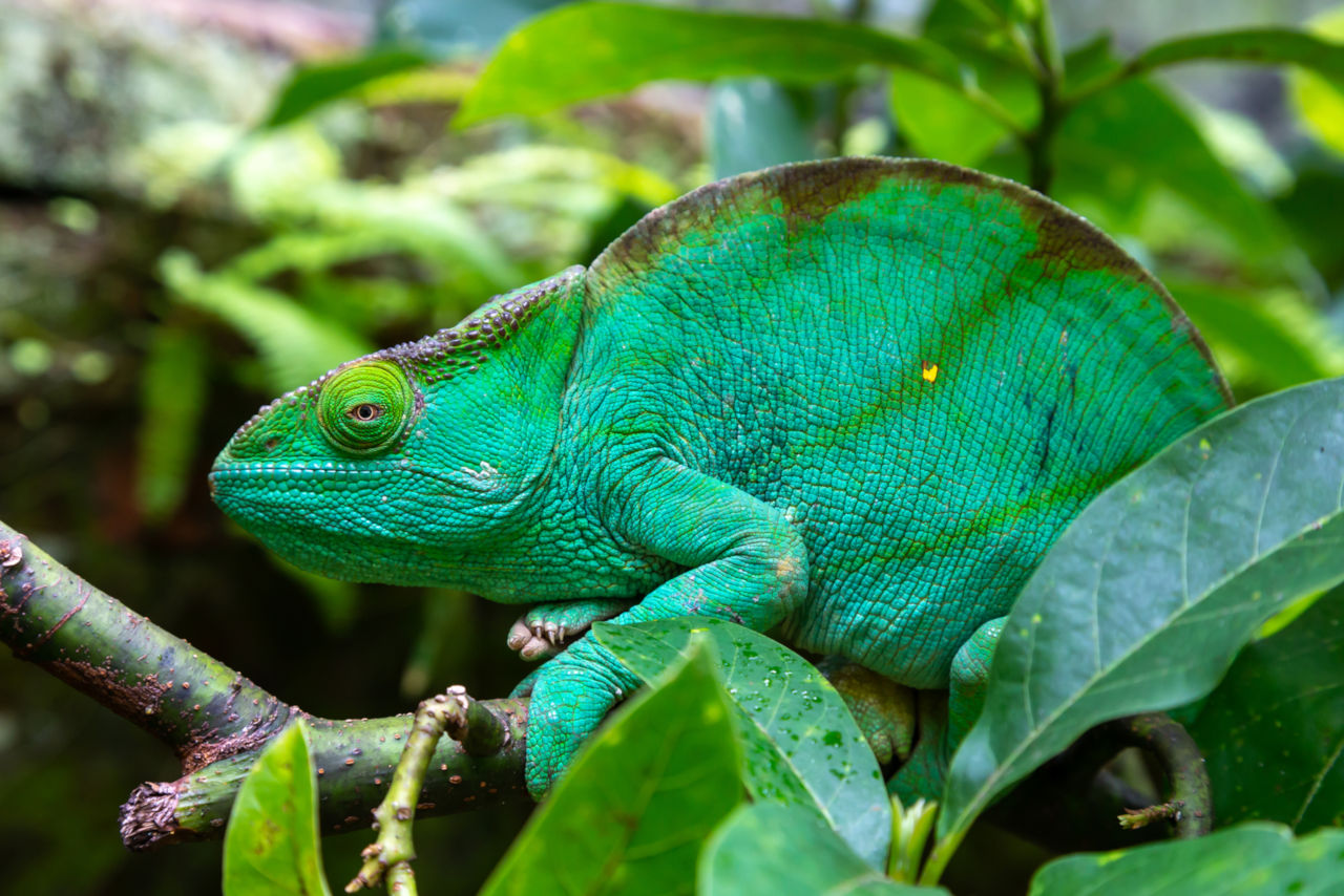 Unterschied zwischen Gecko und Chamäleon