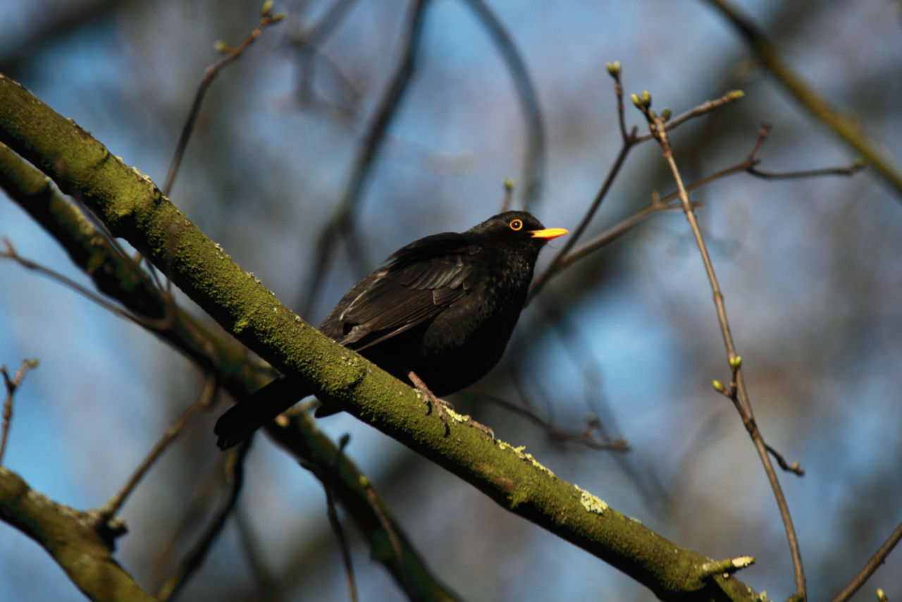 Unterschied Amsel Drossel