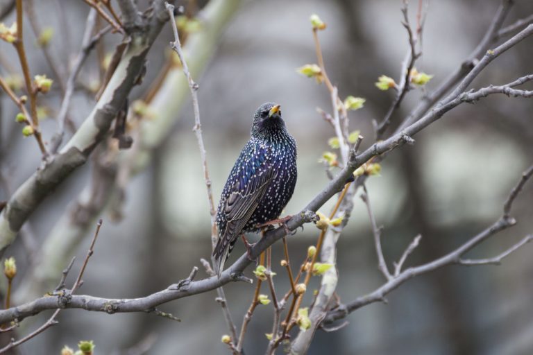 Unterschied Amsel Star