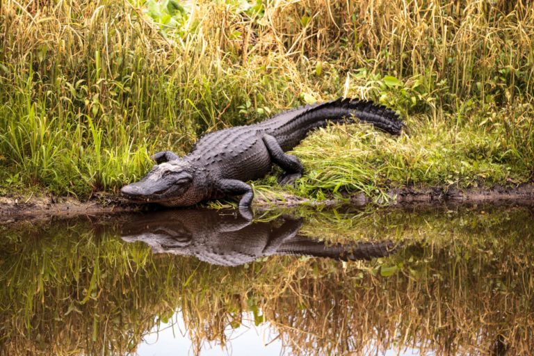 Unterschied zwischen Alligator und Krokodil