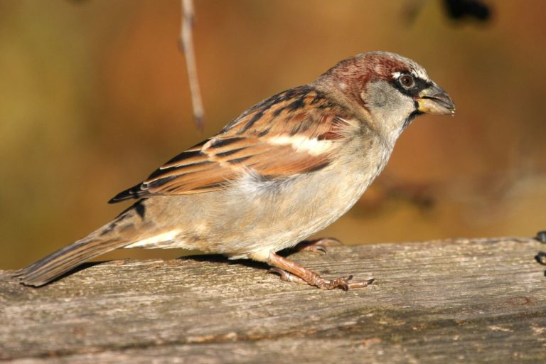 Unterschied zwischen Fink und Spatz