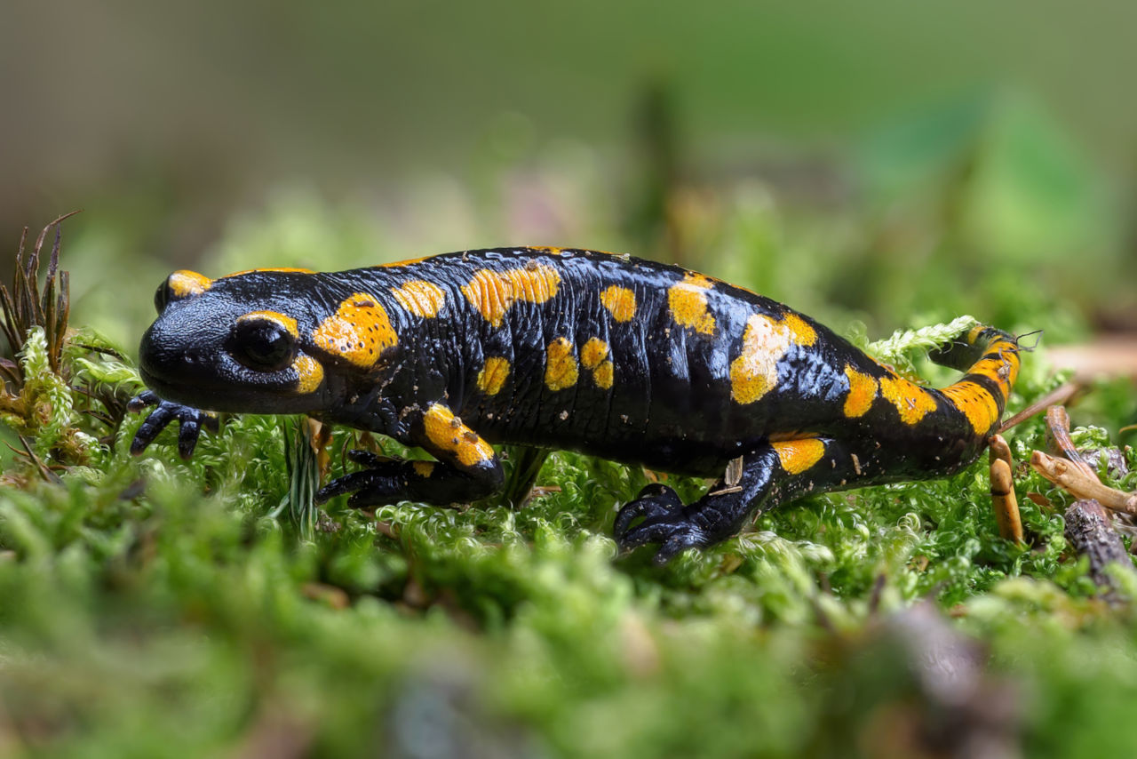 Unterschied zwischen Gecko und Salamander