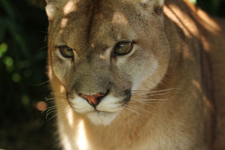 Unterschied zwischen Jaguar und Puma