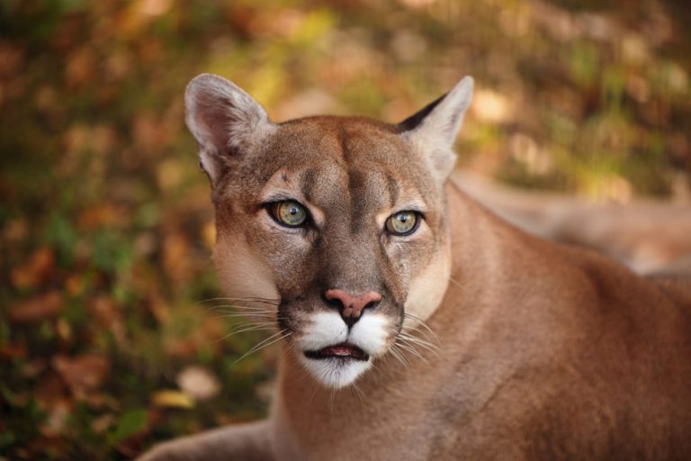 Unterschied zwischen Löwe und Puma