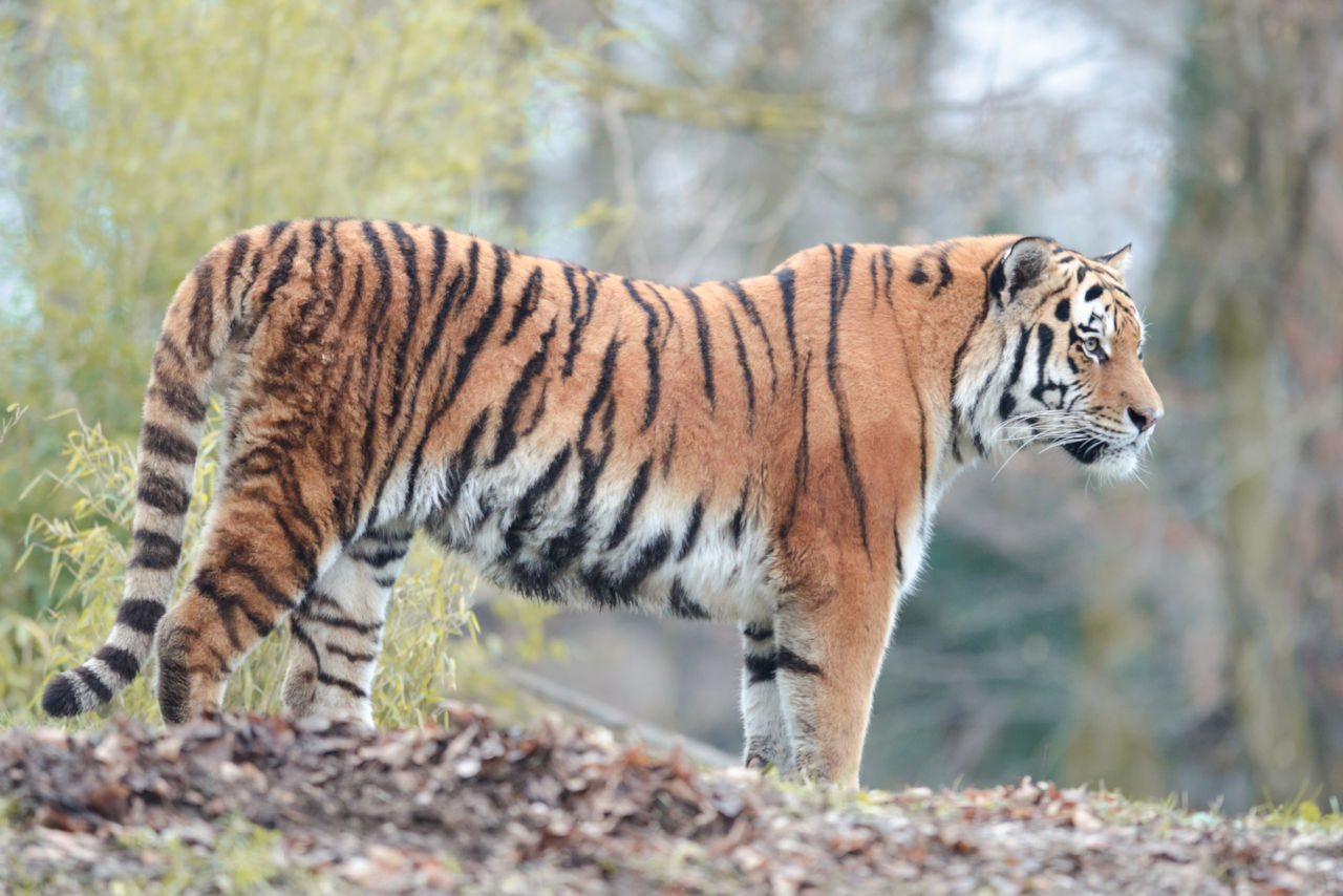 Unterschied zwischen Löwe und Tiger