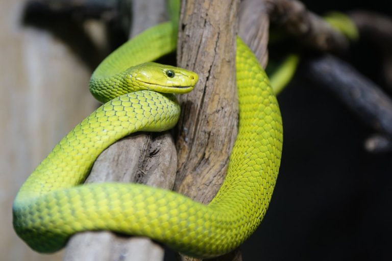 Unterschied zwischen Mamba und Kobra