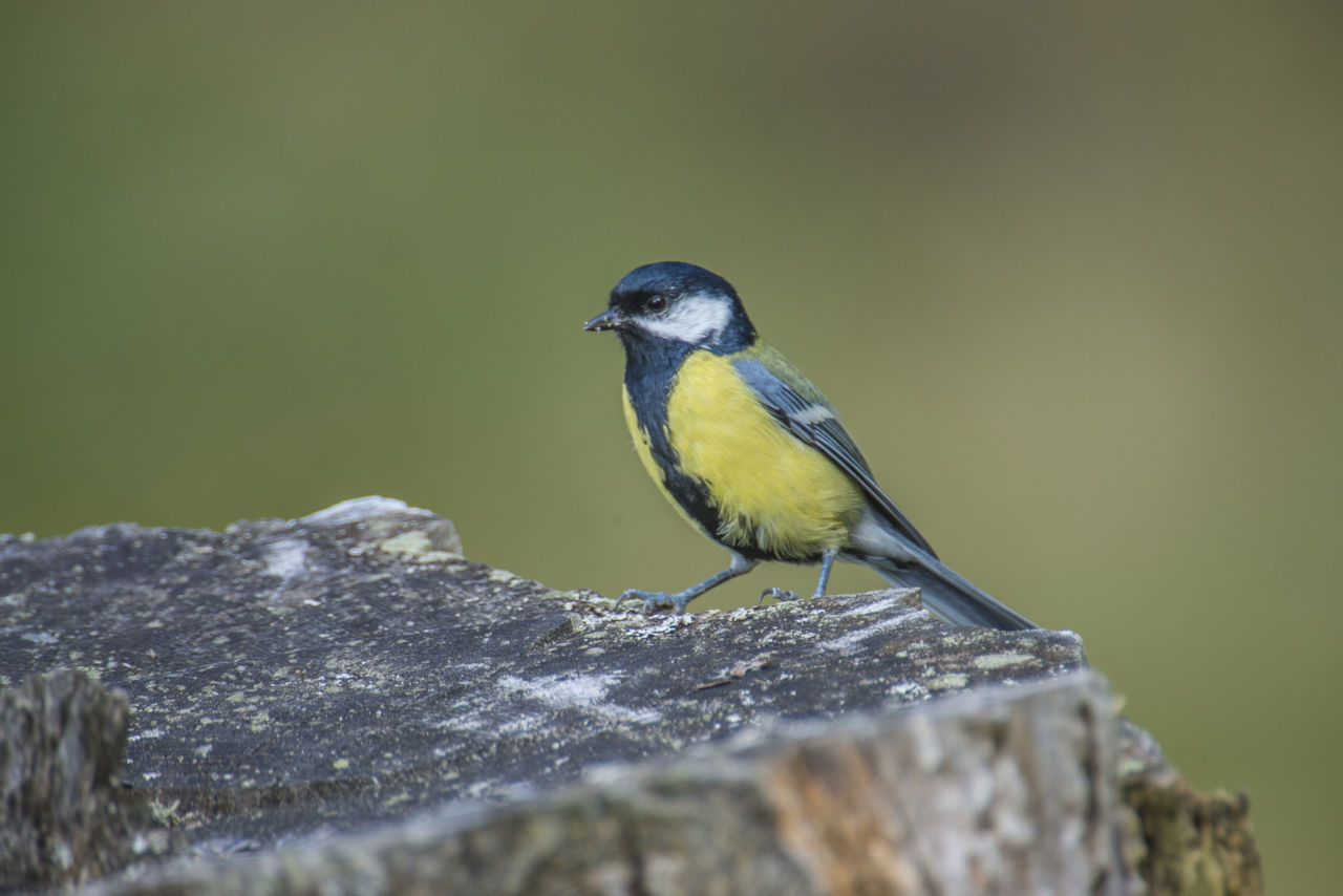 Unterschied zwischen Spatz und Meise