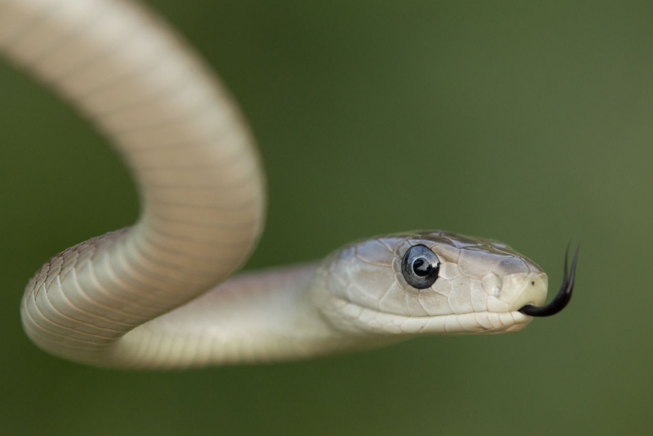 Unterschied zwischen grüner und schwarzer Mamba