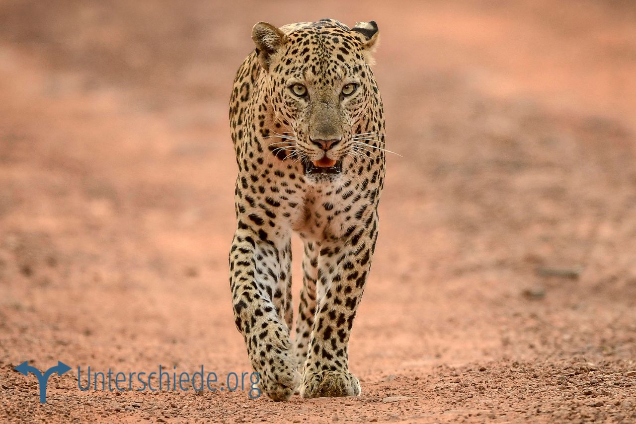 Was Ist Der Unterschied Zwischen Leopard Und Gepard