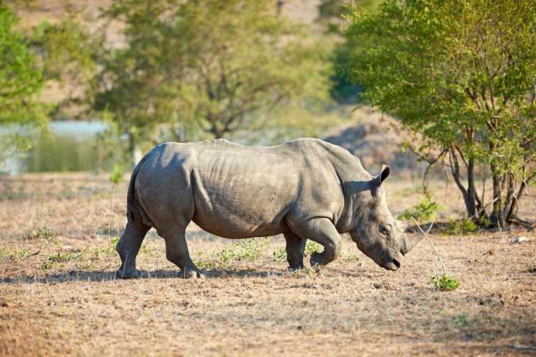 Unterschied zwischen Nashorn und Nilpferd