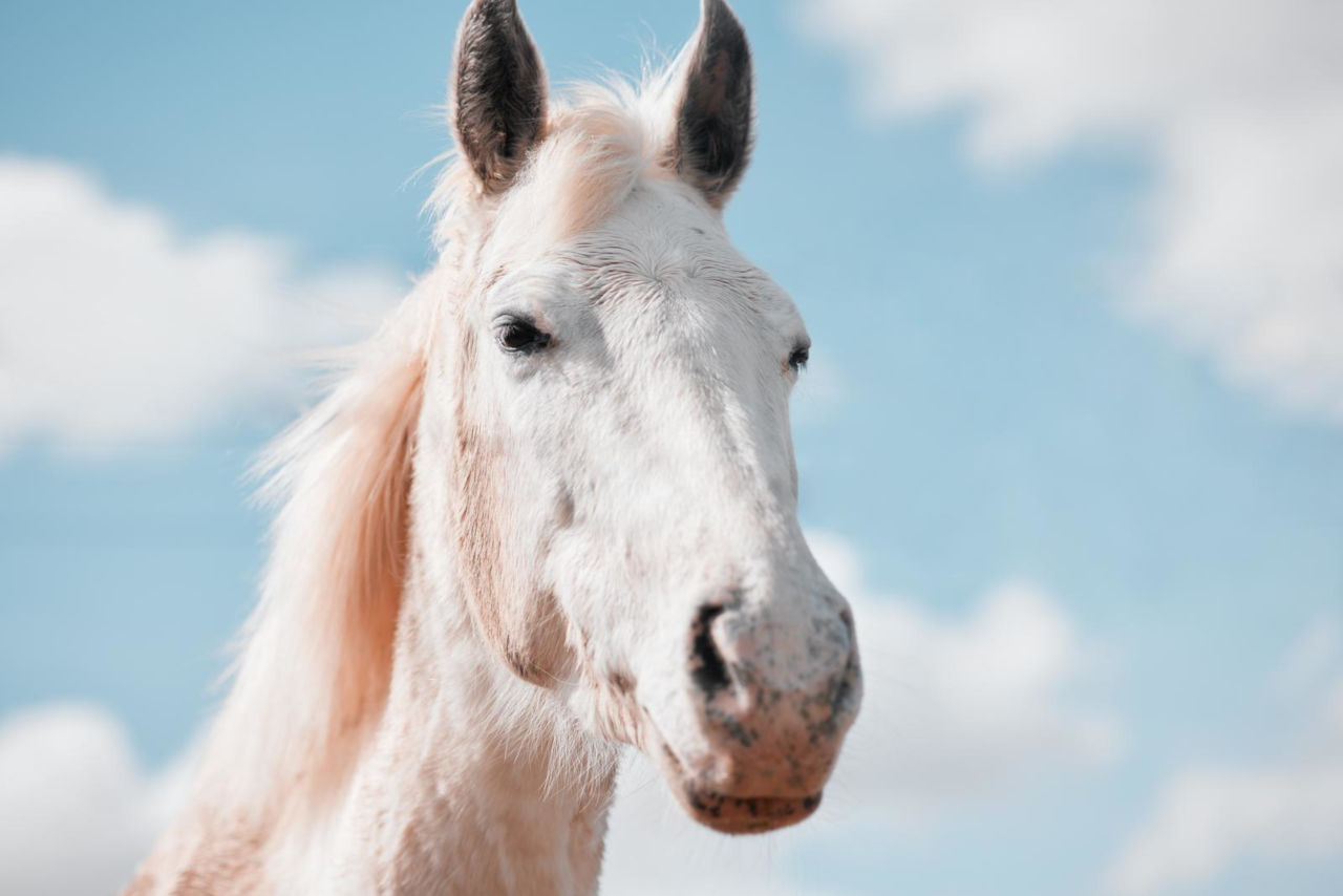 Unterschied zwischen Pferd und Pony