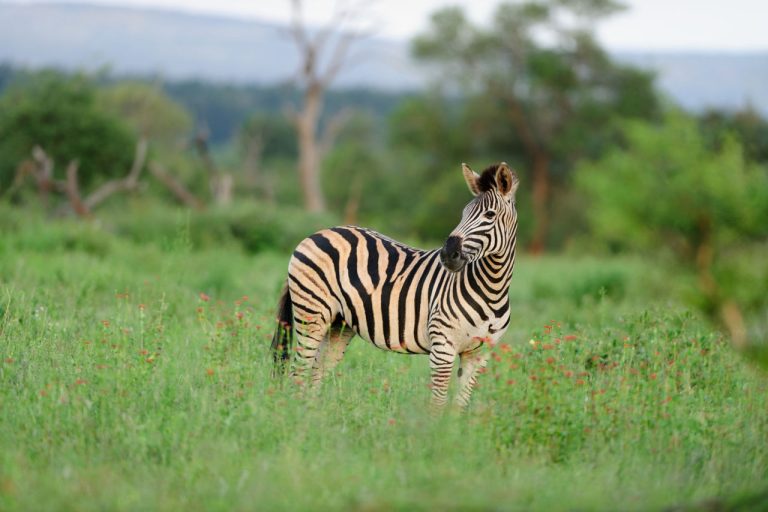 Unterschied zwischen Zebra und Pferd